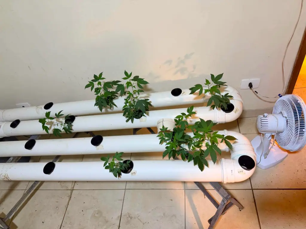 Maconha apreendida pela PM