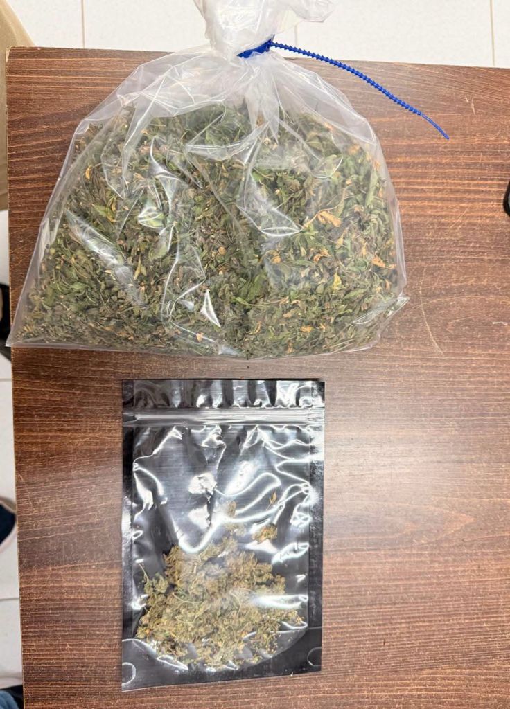 Polícia encontrando estufa com maconha